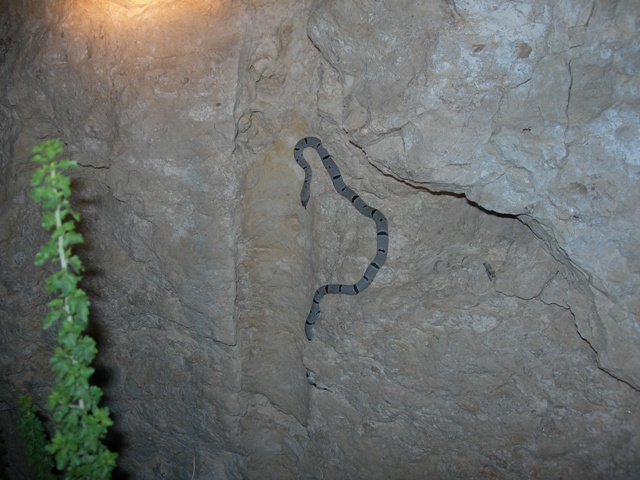 east sandy female insitu