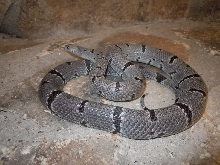 east sanderson female