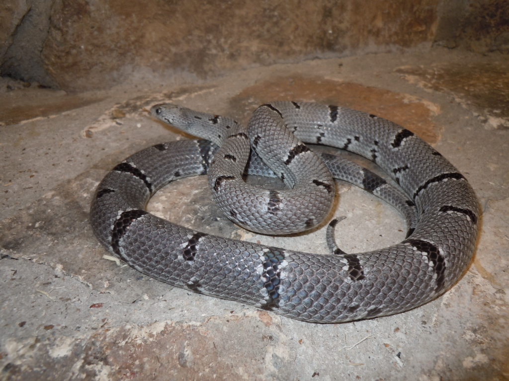 east sanderson female