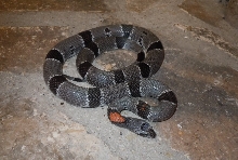 east sanderson male