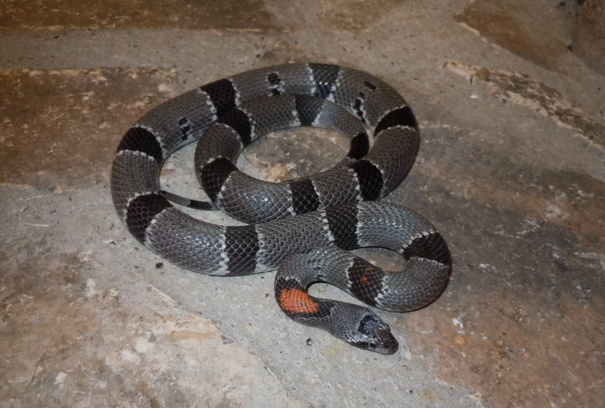 east sanderson male