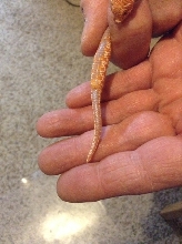 Hog Tail