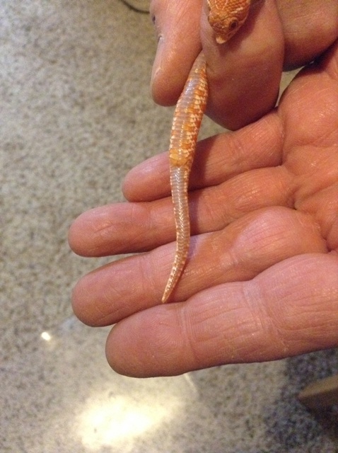 Hog Tail