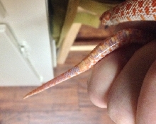 Hog Tail 2