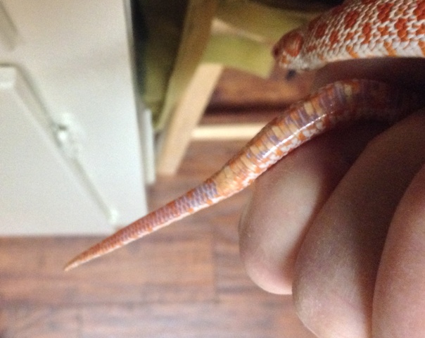 Hog Tail 2