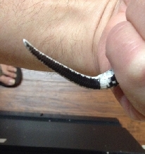 hog tail 3