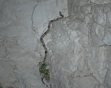 north sandy female insitu