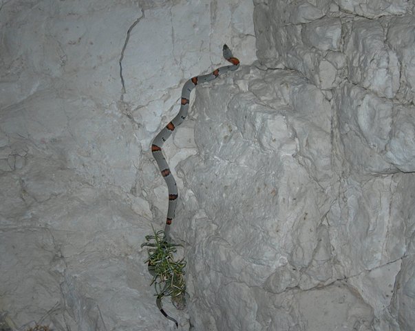 north sandy female insitu