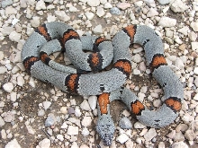 north sandy female