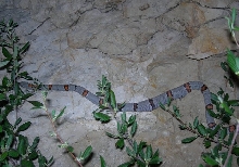 north sandy male insitu
