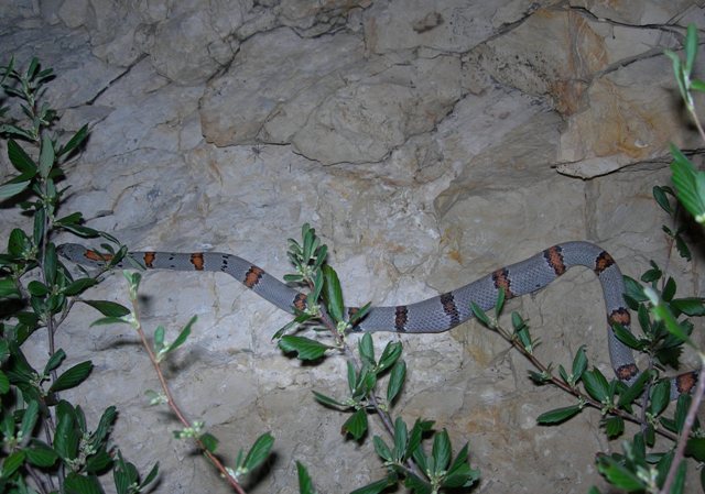 north sandy male insitu