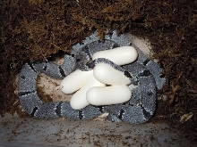 east sandy on eggs