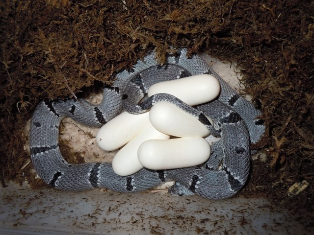 east sandy on eggs