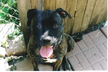 pepper in yard =  )
