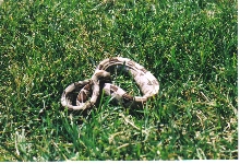 phioenix in grass outside my house