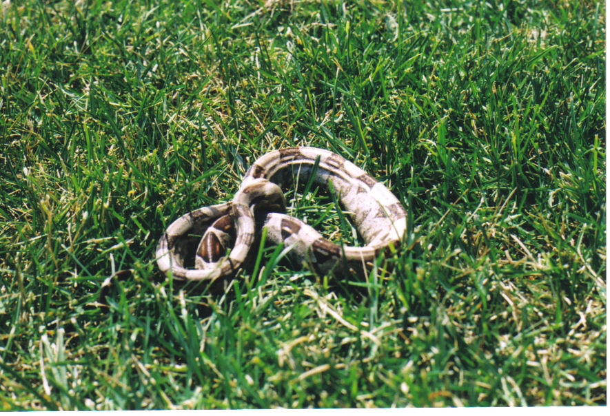 phioenix in grass outside my house