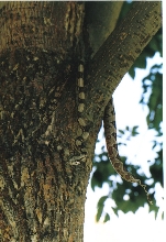 this is phioenix again, in a tree