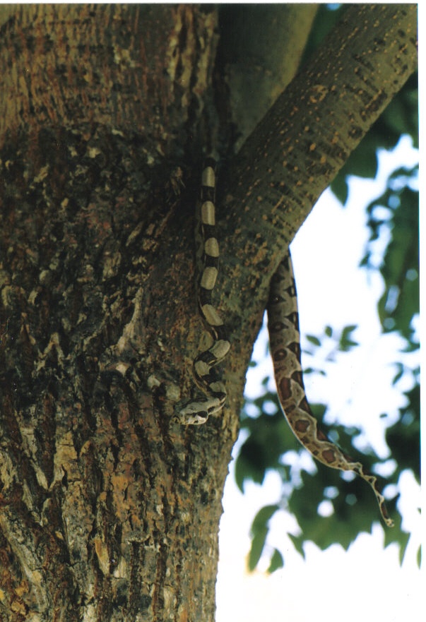 this is phioenix again, in a tree