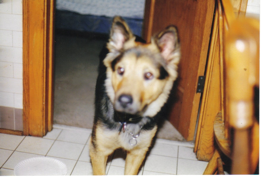 this is my female german shepard x chow x dingo x ?