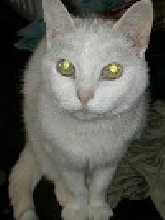Every shuld have a Extra Cat