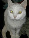 Every shuld have a Extra Cat