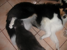 Mojo Cawt Red Pawed!