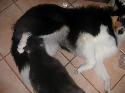 Mojo Cawt Red Pawed!