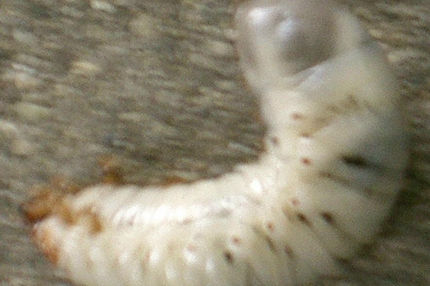 Help ID this!