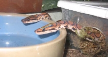Watering Hole