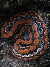 Bowl Zeek