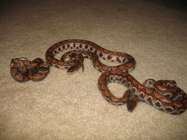 Holdbacks from first litter 2