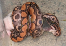 Baby 3 eating