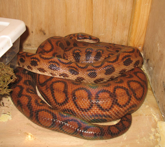 Cleo