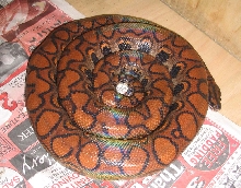 Beautiful Brazilian Rainbow Boa