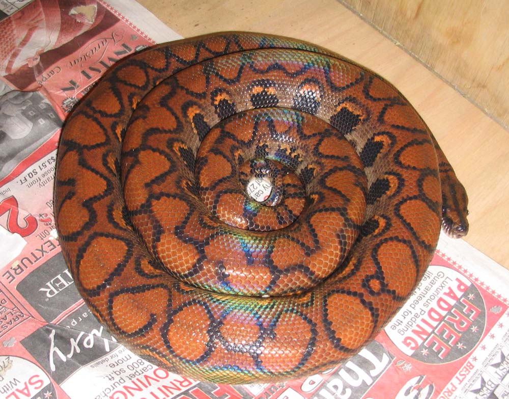 Beautiful Brazilian Rainbow Boa