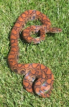 copper on my birthday