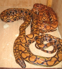 Dudette and Noah