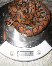 Isis Weight
