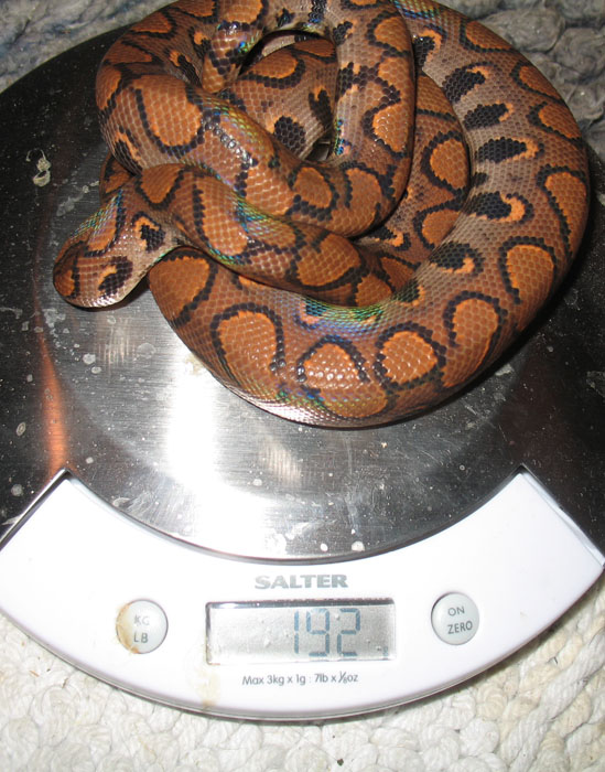 Isis Weight