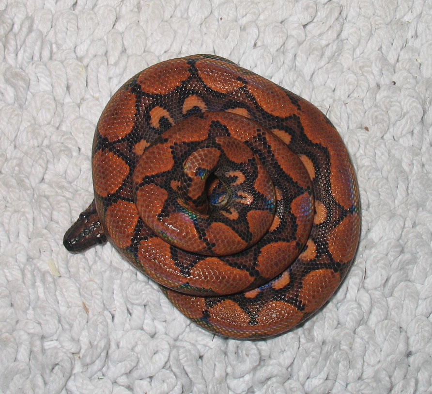 Zeek
