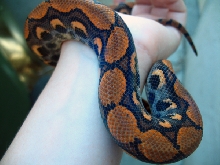 zeek love 3