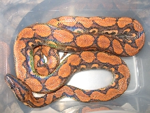 Zeek