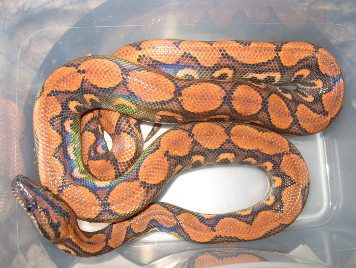 Zeek