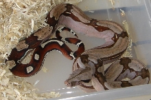 WC male from Marlon