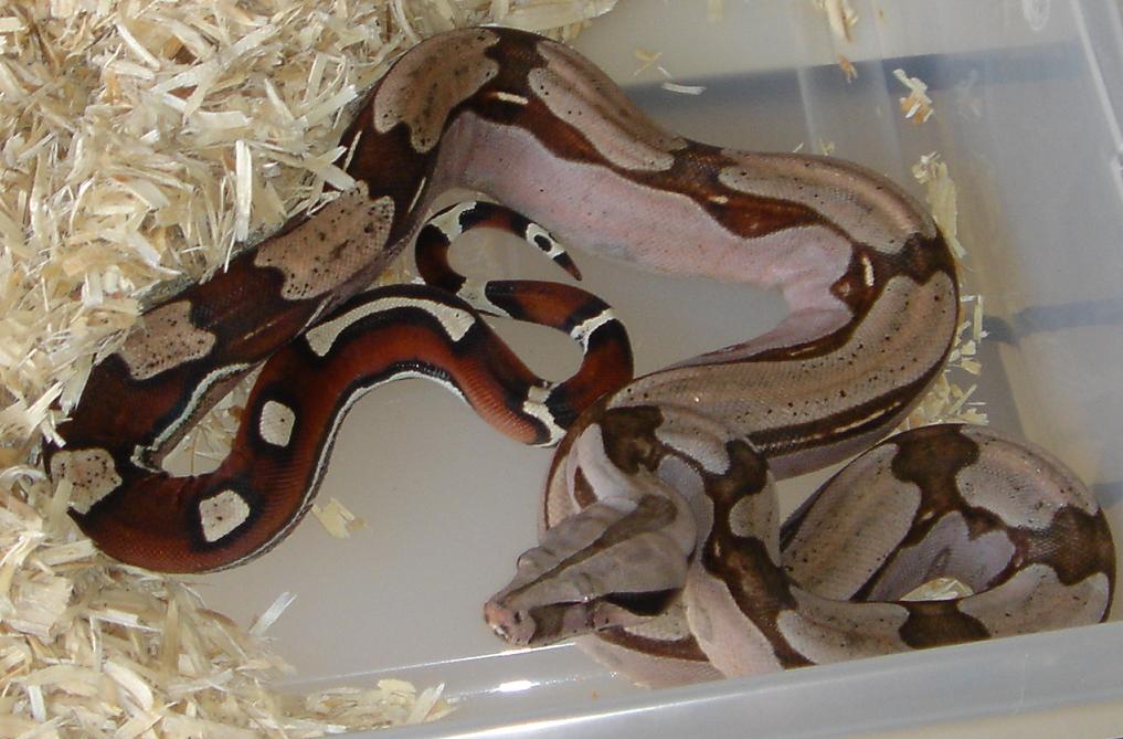 WC male from Marlon
