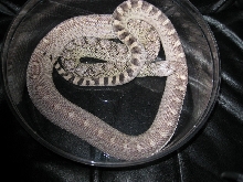 Whitesided Axanthic Bullsnake