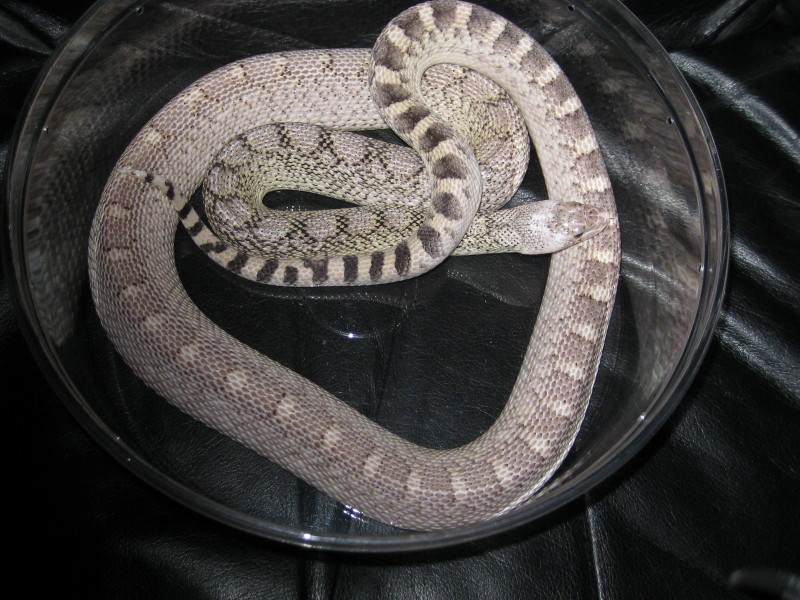 Whitesided Axanthic Bullsnake