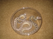 Bull snake