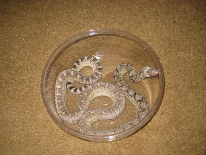 Bull snake