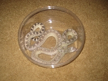 Bull snake morph